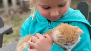 A young girl in a blue sweater gently holding an orange kitten in her arms at The Children's Farm.